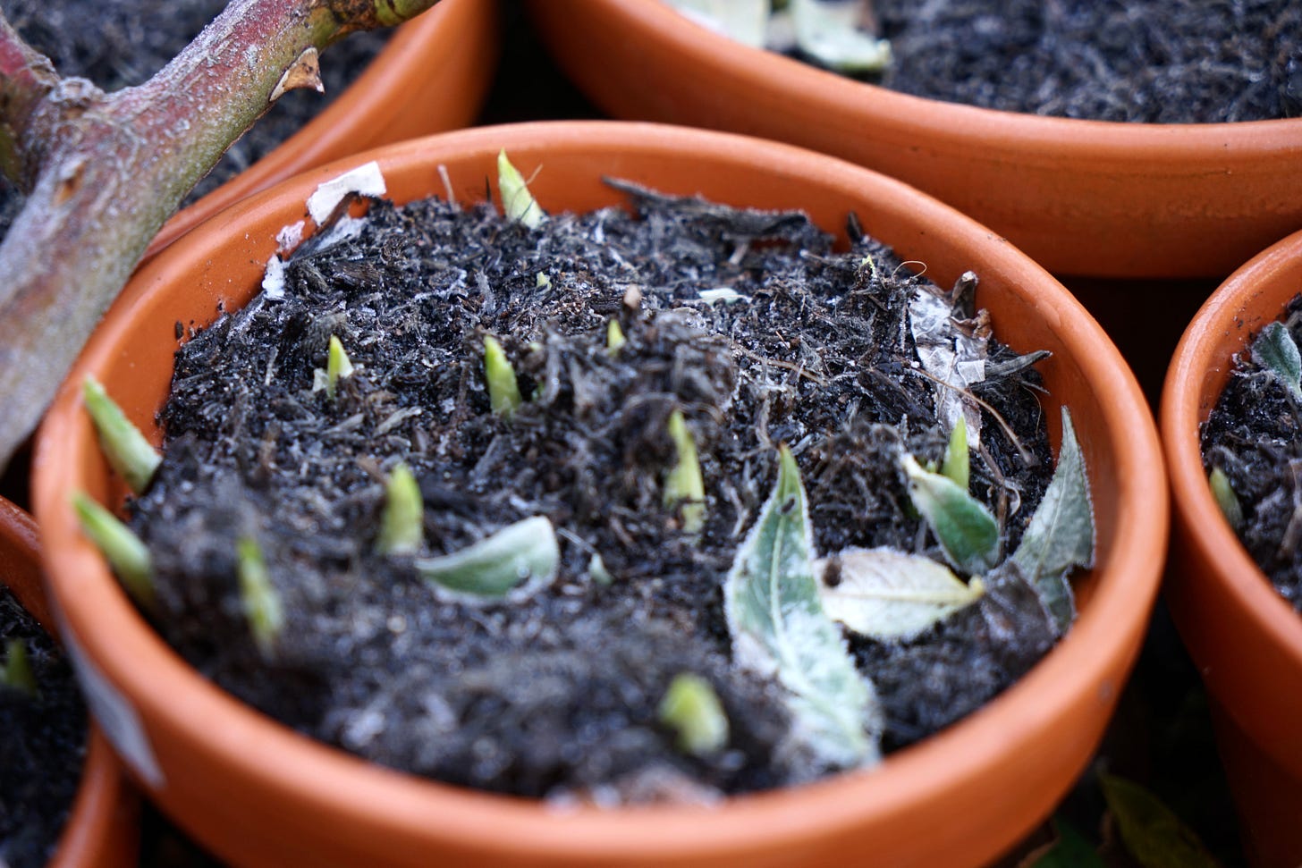 frosty green shoots and buds poking up through soil in a terracotta pot