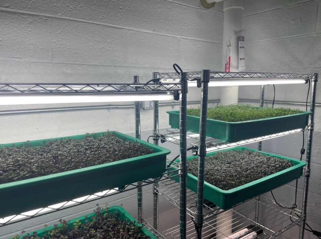 Microgreens+germinate+in+the+darkness.