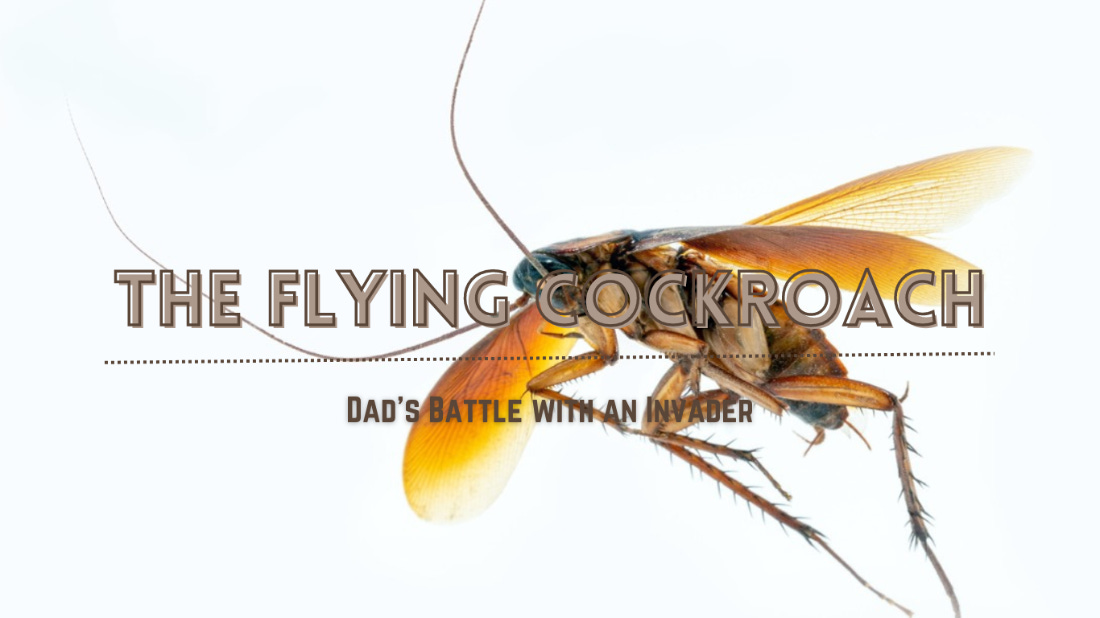 A flying cockroach Photo by RHJ