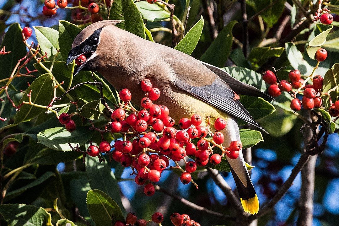 Cedar Waxwing feeding on Toyon berries Cedar Waxwing feeding on Toyon berries