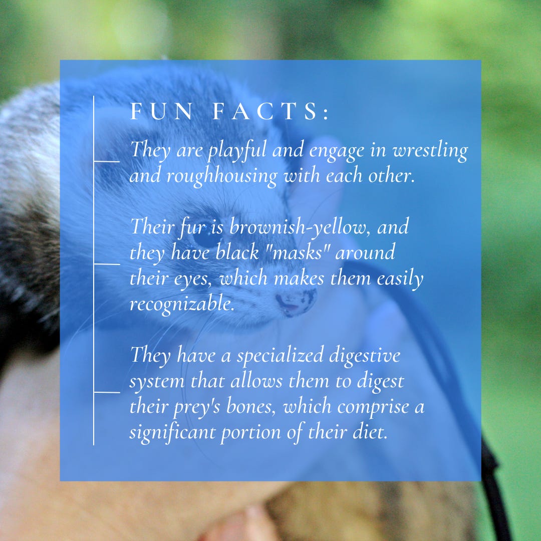 Fun facts about the black-footed ferret.