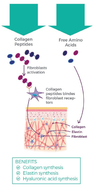 Skin collagen through the lifestages: importance for skin health and beauty