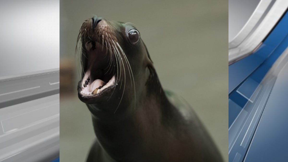 Huey, a 10-year-old California sea lion who spent the past eight years at the Audubon Zoo, died...