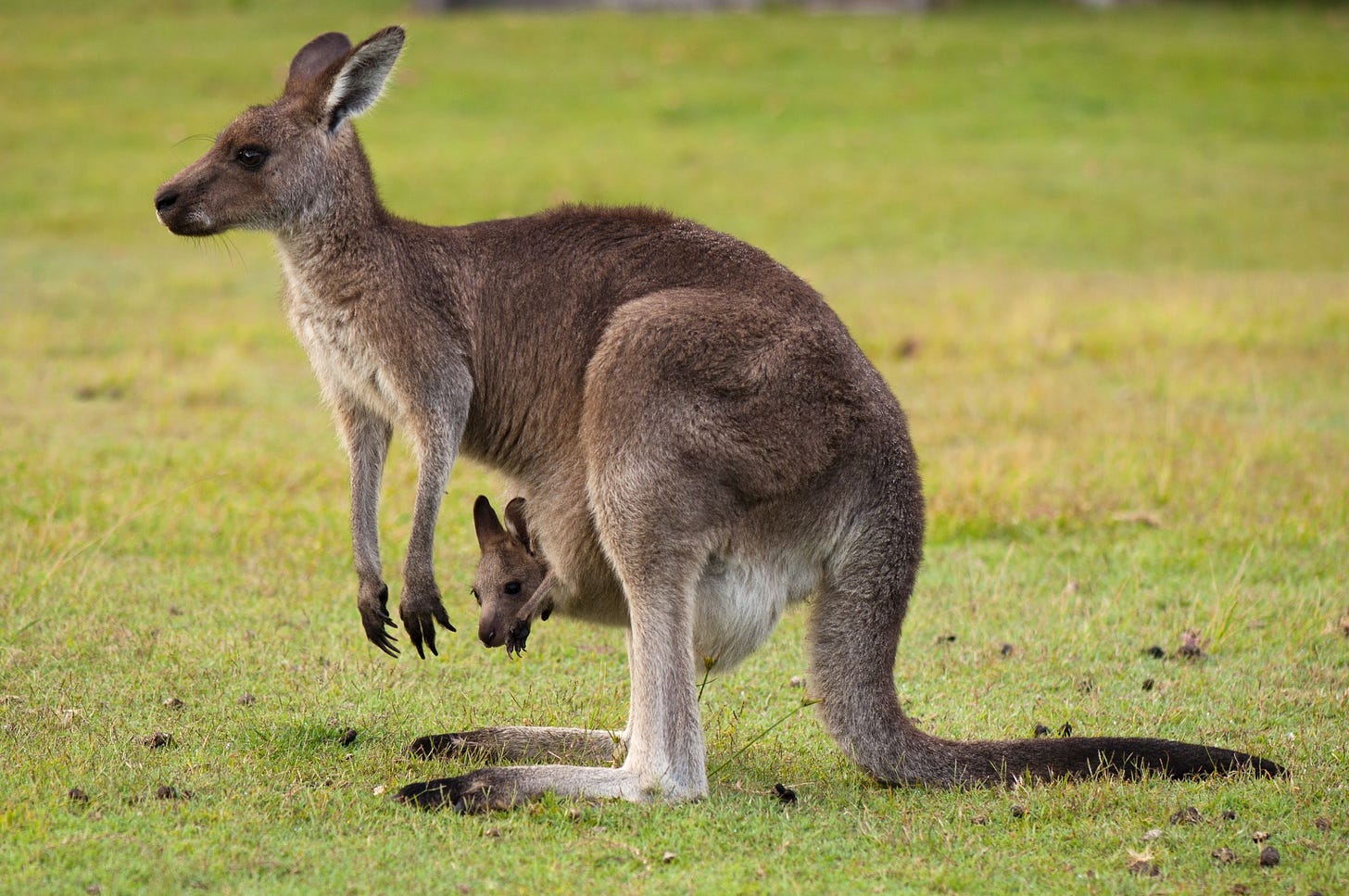 australia kangaroo and baby