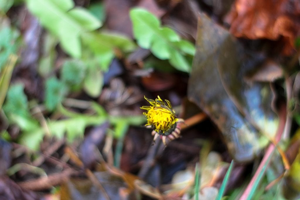 wild edible plants