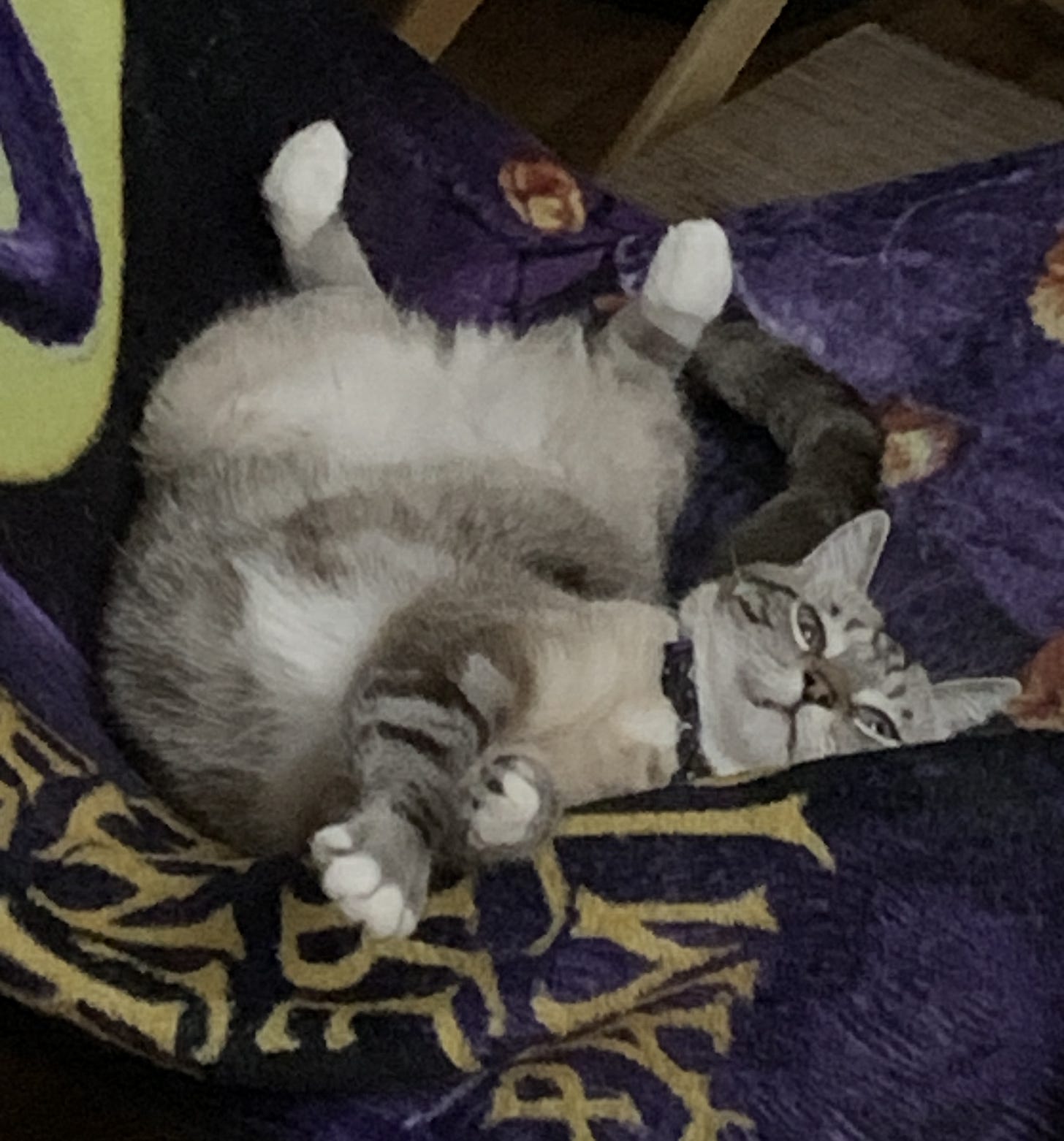 Parker lies on his back in a chair, twisting into a relaxed pose. His dark striped head and light blue eyes are visible as he stretches, with his collar and bell slightly visible. He looks comfortable and content in his playful, contorted position.