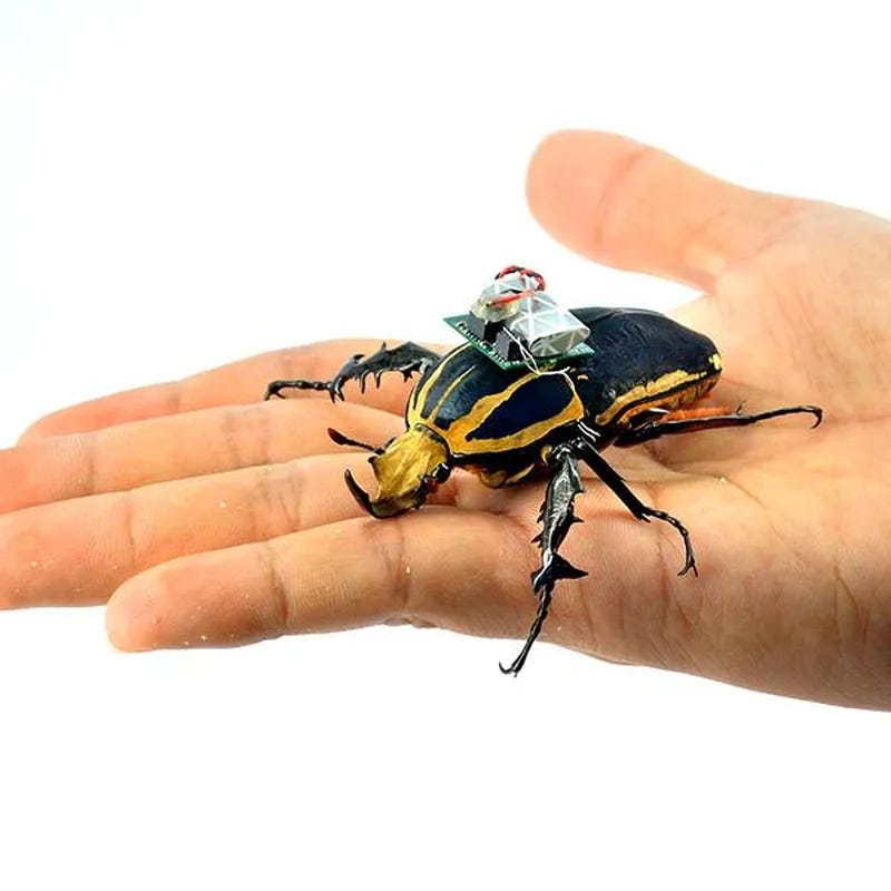 Researchers Make Cyborg Beetles a Reality | Smithsonian