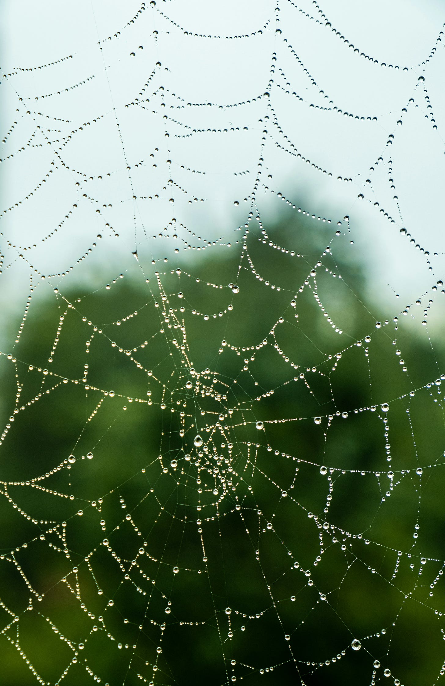 Closeup of a spiderweb covered in dew drops