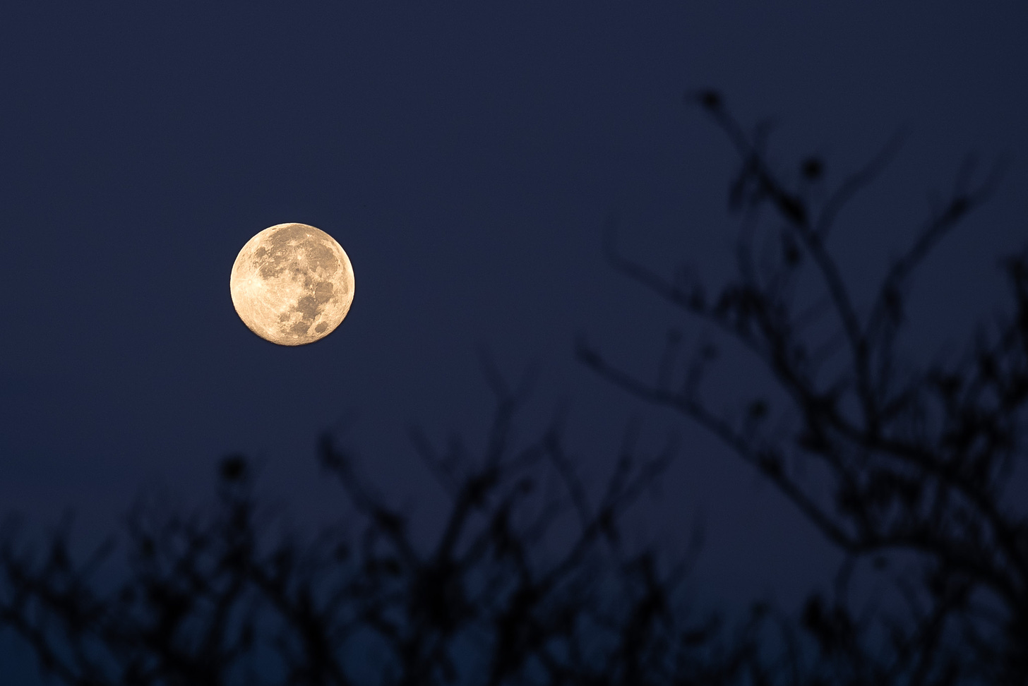 The full moon showing the shadows of craters against a dark blue night sky with the shadows of bare tree limbs in the foreground