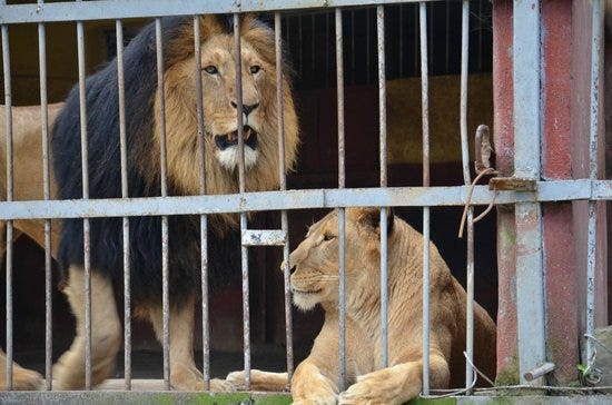 animals - Picture of Lion Zoo, Addis Ababa - TripAdvisor