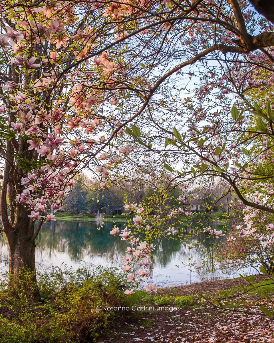 Fiori di Magnolia soulangeana con lago sullo sfondo