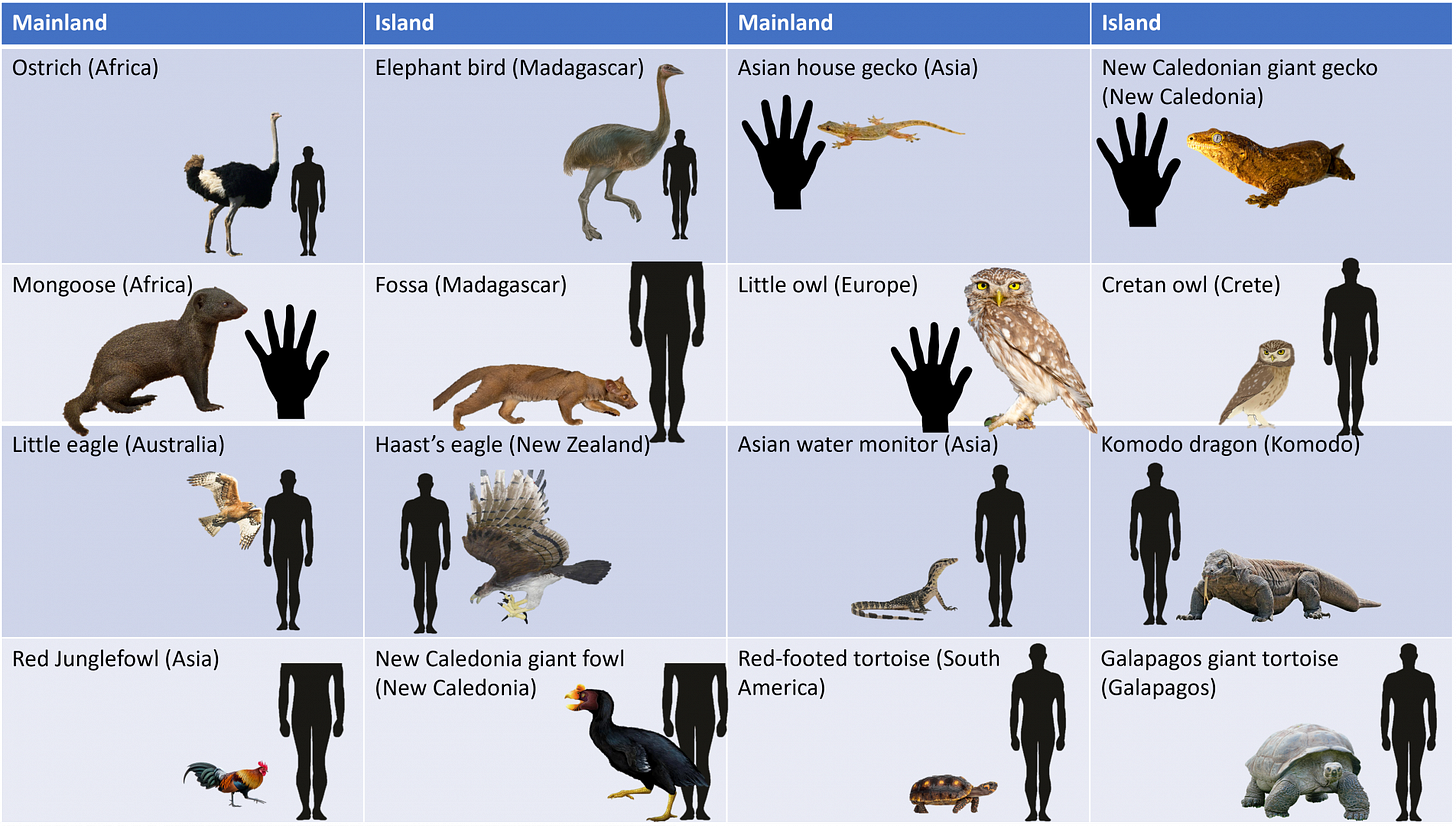 Examples of island gigantism - ZooChat