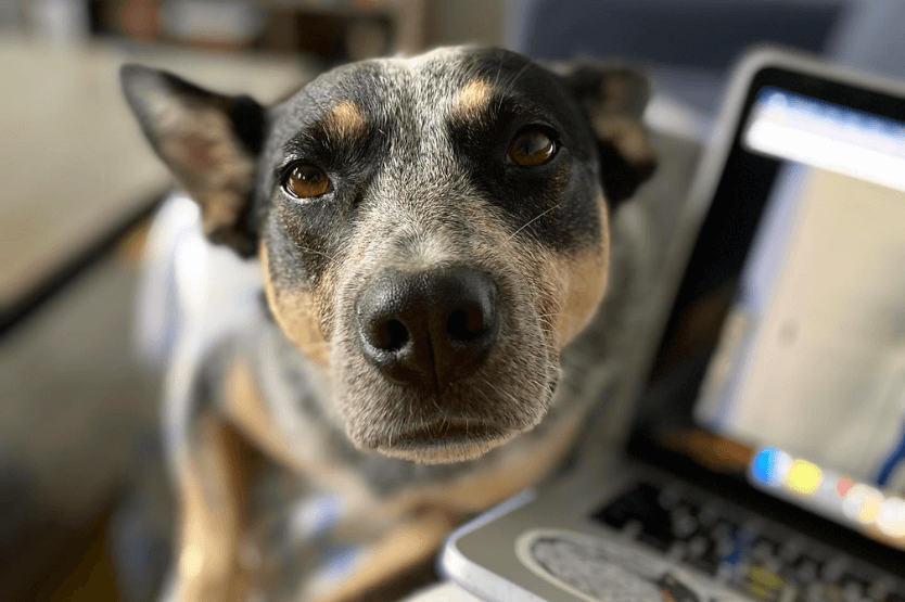 Scout the Australian cattle dog snuggling on her owner's lap while she reads a dog-related book from her computer