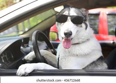 9,752 Dog Driving Car Images, Stock Photos & Vectors | Shutterstock