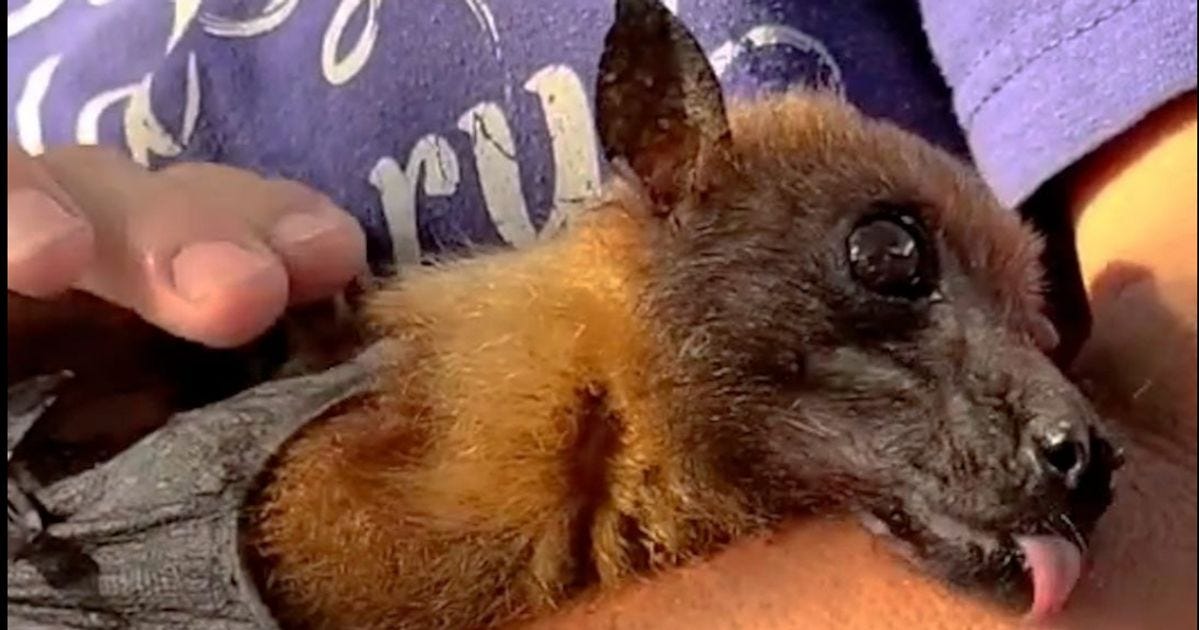 Statler, The Internet's Favorite Elderly Bat, Dies At 34 | HuffPost Latest  News