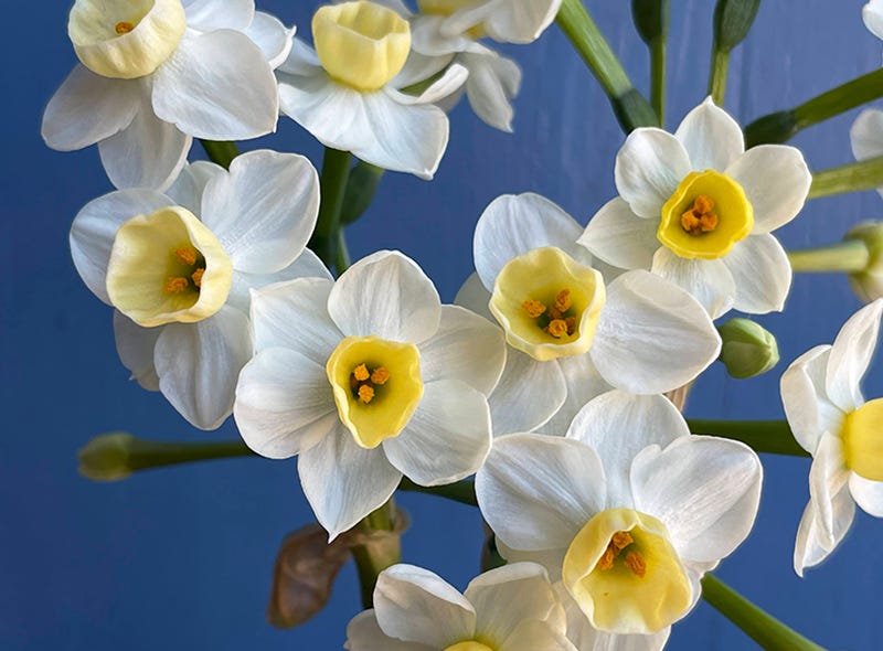 Narcissus Avalanche, Sixburnersue