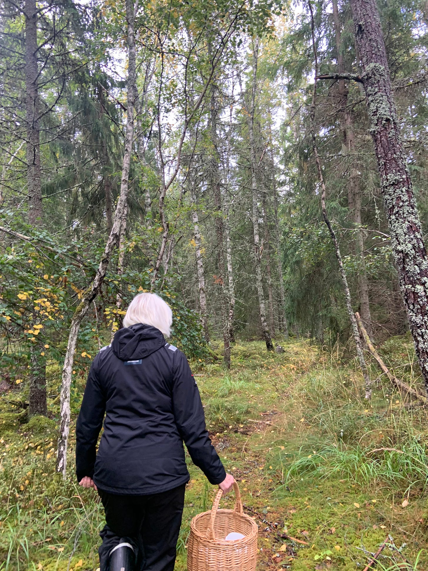 A woman with white hair, walks through the forest holding a wooden basket, searching for edible mushrooms