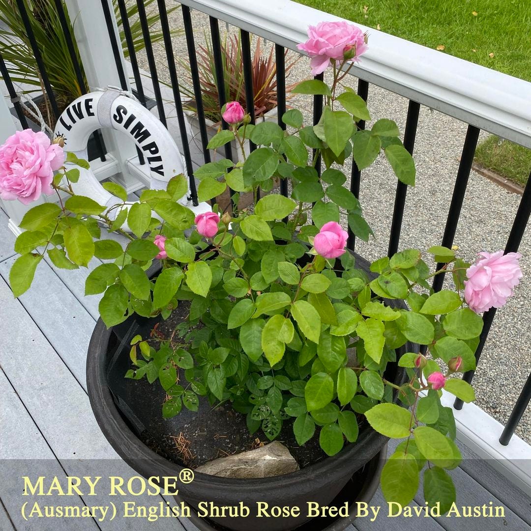 May be an image of text that says '1 m LIVE SIMPLY æ MARY ROSE® (Ausmary) English Shrub Rose Bred By David Austin'