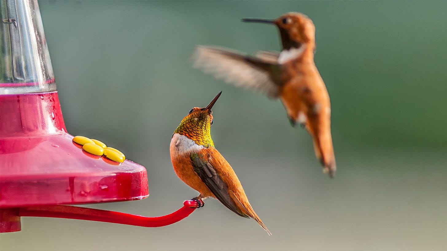 How To Get Rid of Bully Hummingbirds