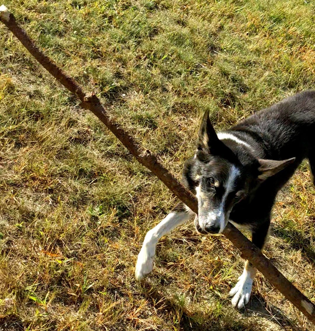 Dog holding a big stick in his mouth