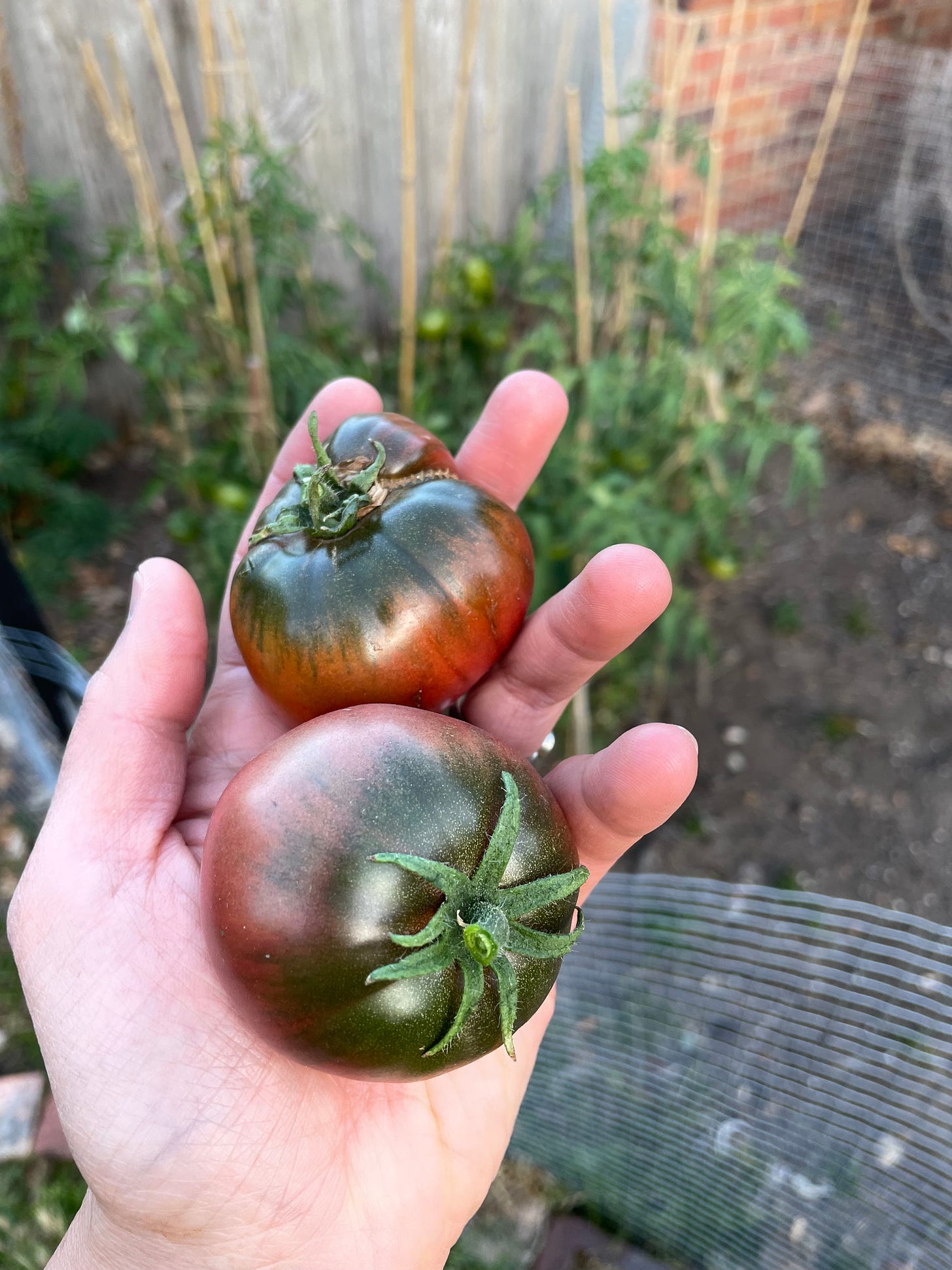 Two heirloom tomatoes with four staked plants in the background