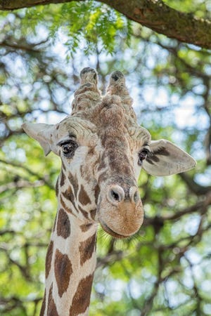 17-year-old Milwaukee County Zoo giraffe, Bahatika, died on March 22.