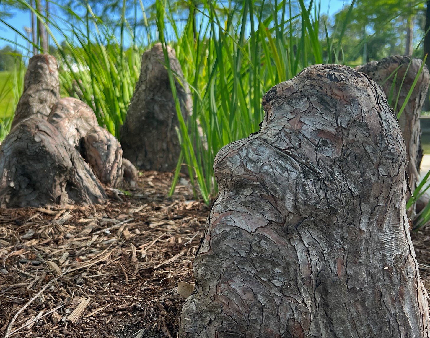 A close-up photo of cypress tree roots, called knees; they look like creatures coming from the earth surrounded by pine needles