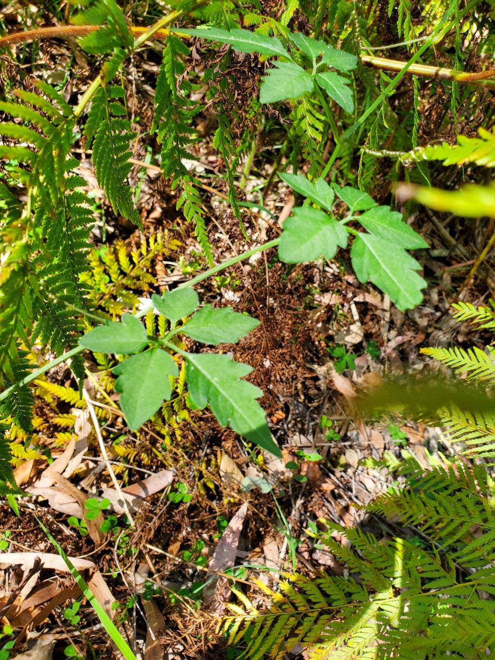 Cayratia clematidea [leaf] 20221120_154022 sml.jpg