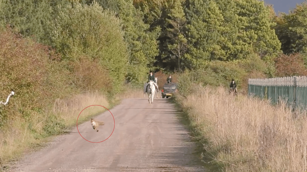 royal artillery hunt salisbury plain