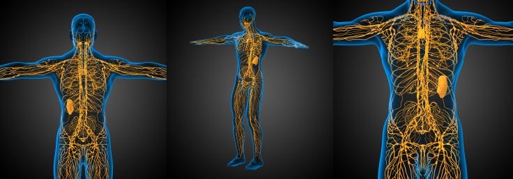 3d rendering medical illustration of the lymphatic system. The lymph system glows light orange and the body is blue.