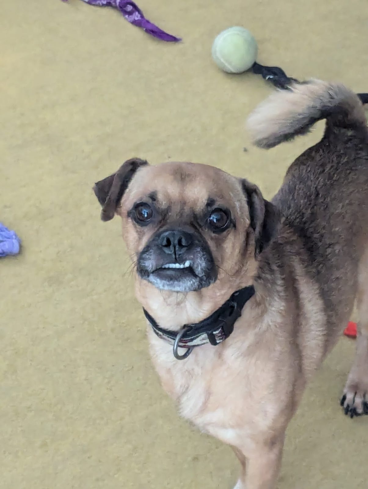 Jeanne's new dog, a brown chug, stands with tail wagging and teef showing in smile