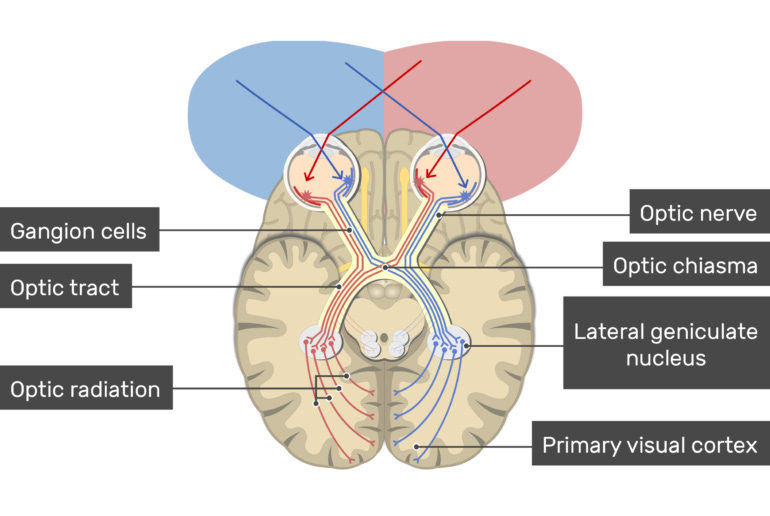 Visual cortex: location, types and functions | GetBodySmart