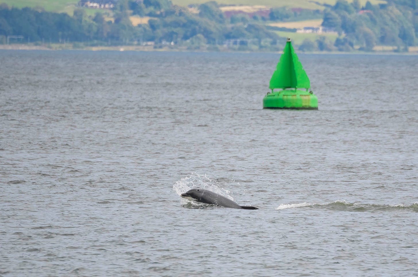 Photo of the head of a bottlenose dolphin breaking the surface of the water with a buoy in the background