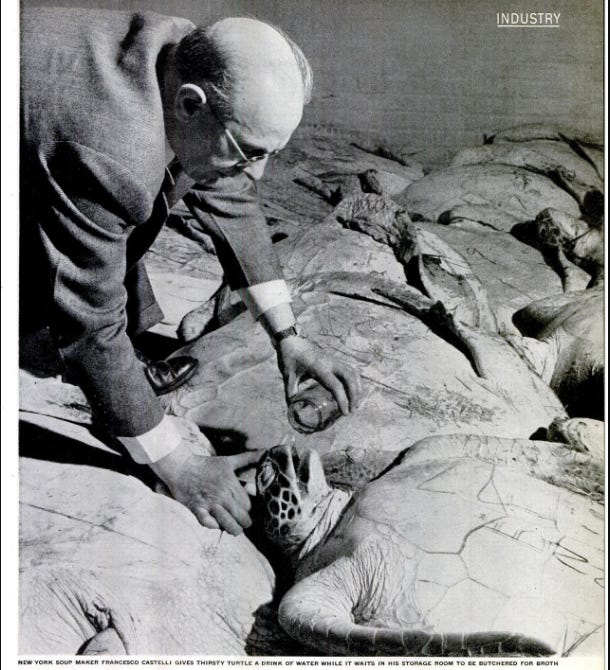 Life Magazine photo from 1947 of sea turtle waiting to be made into broth