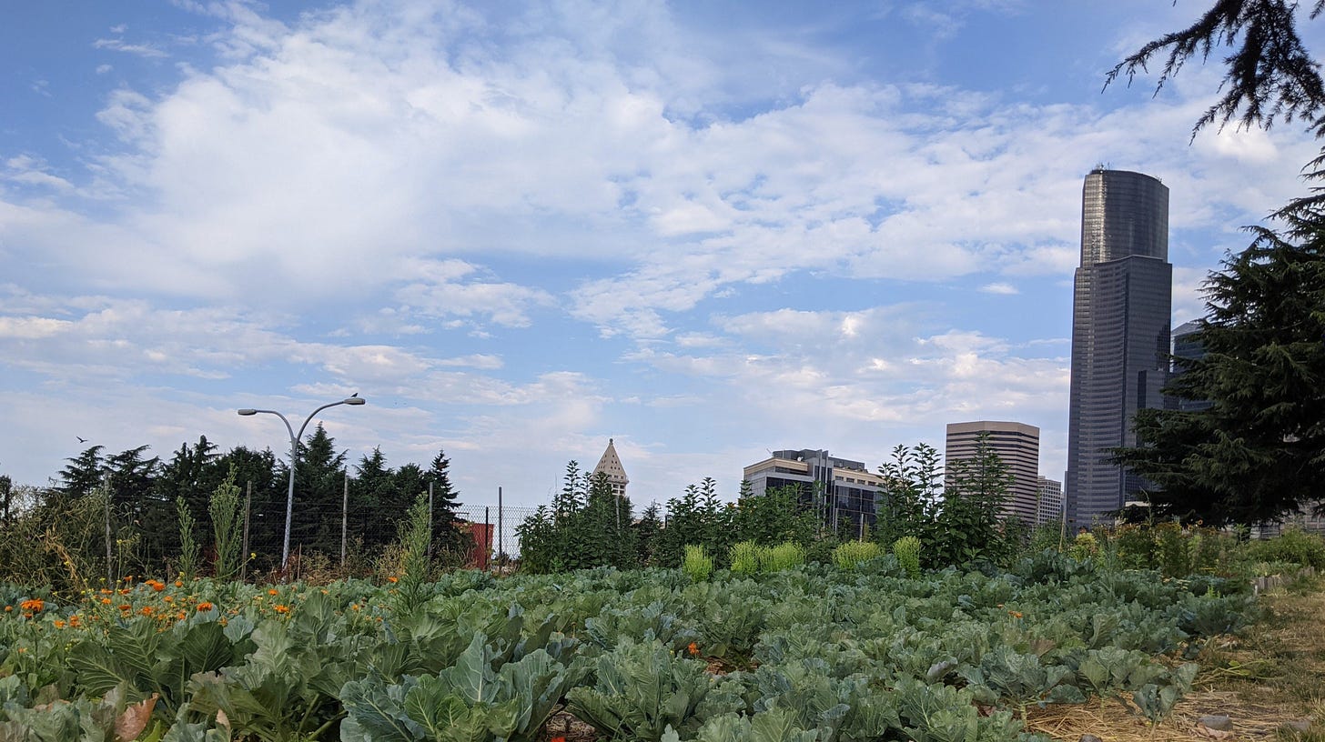 image of some of Yes Farm's crop's with the Seattle skyline in the background