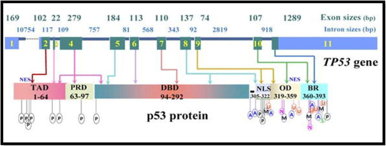 Identification of Highly Frequent TP53 Germline Variations in a Cohort of  Head and Neck Cancer Cases | medRxiv