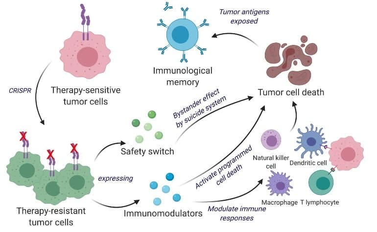 Cancer Vaccine to Simultaneously Kill and Prevent Brain Cancer Developed -  Neuroscience News