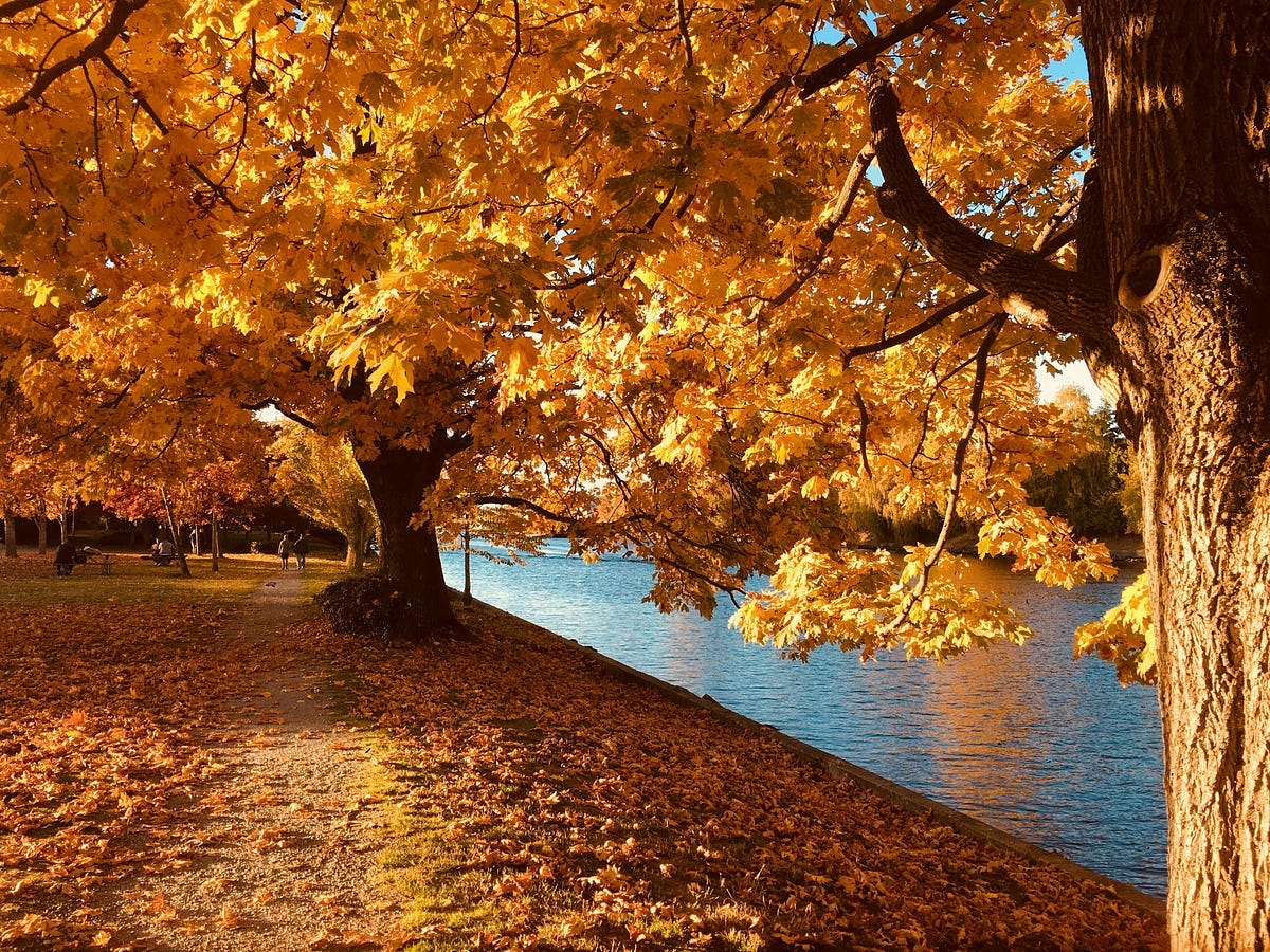 Autumn trees by a lake Autumn trees by a lake