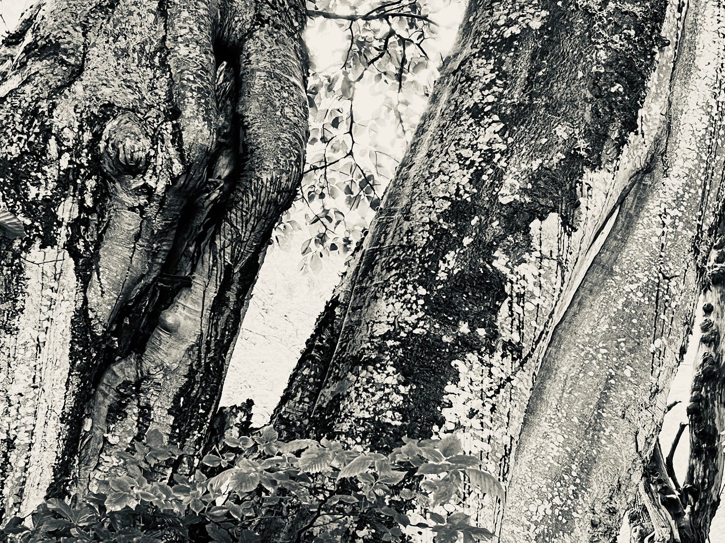 Heavy rain leaves dark lines down the pale bark of a mature beech tree