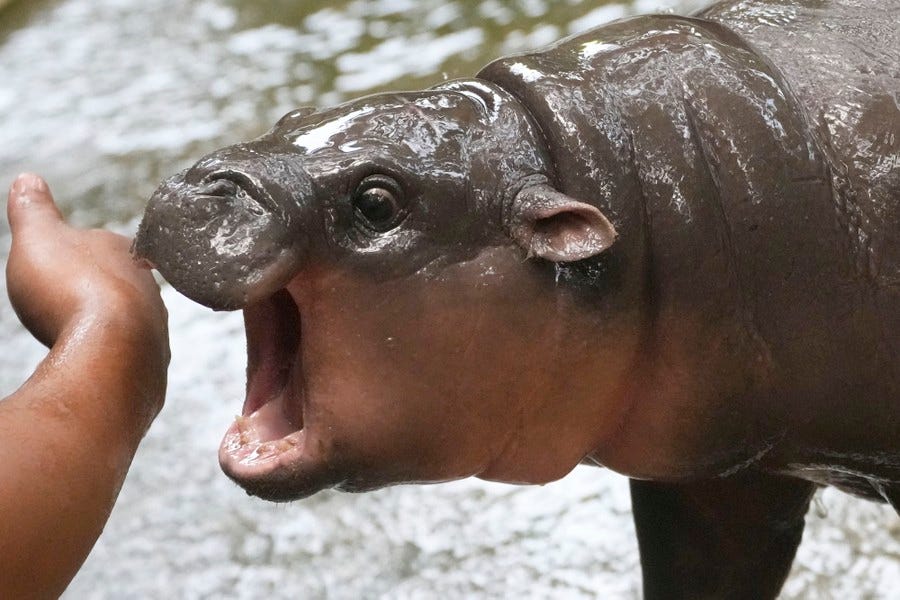 A baby pygmy hippo playfully tries to bite a person's arm.