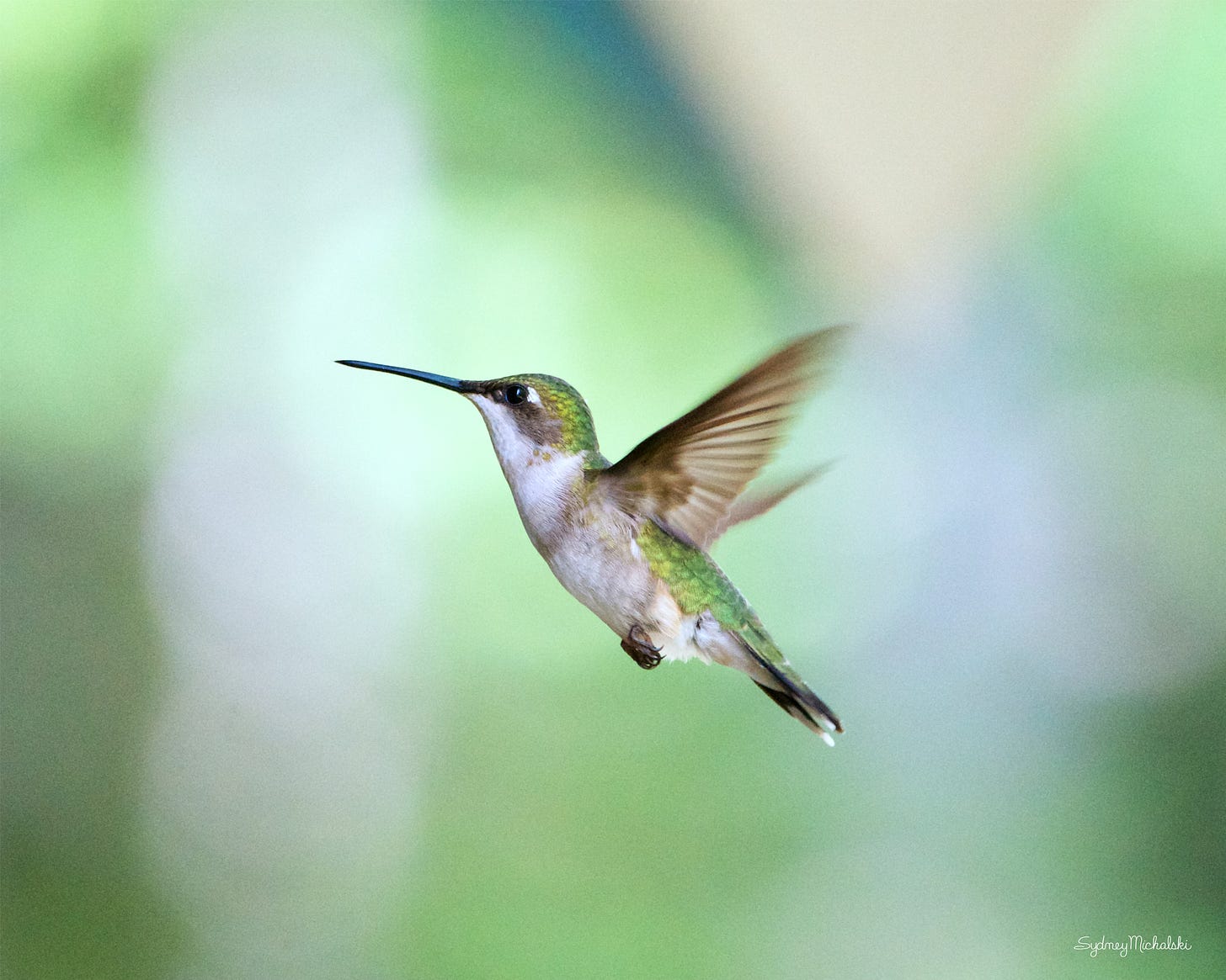 A female ruby-throated hummingbird hovers against a summery green background.