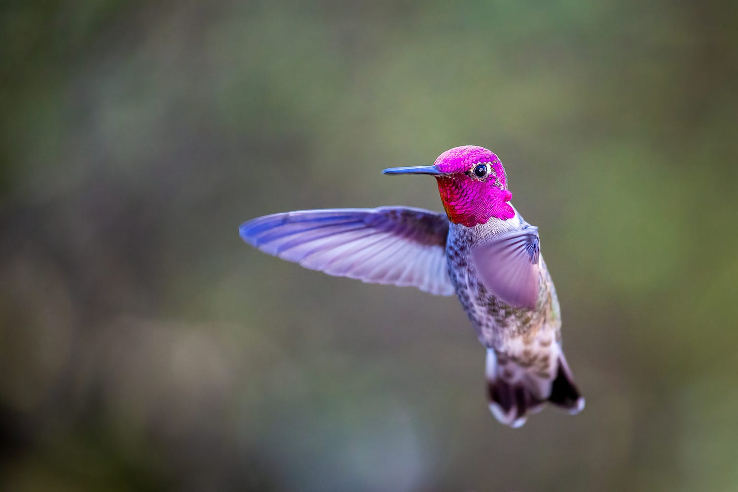 An Anna's Hummingbird mid-flight, with pink-purple head feathers and wings flapping