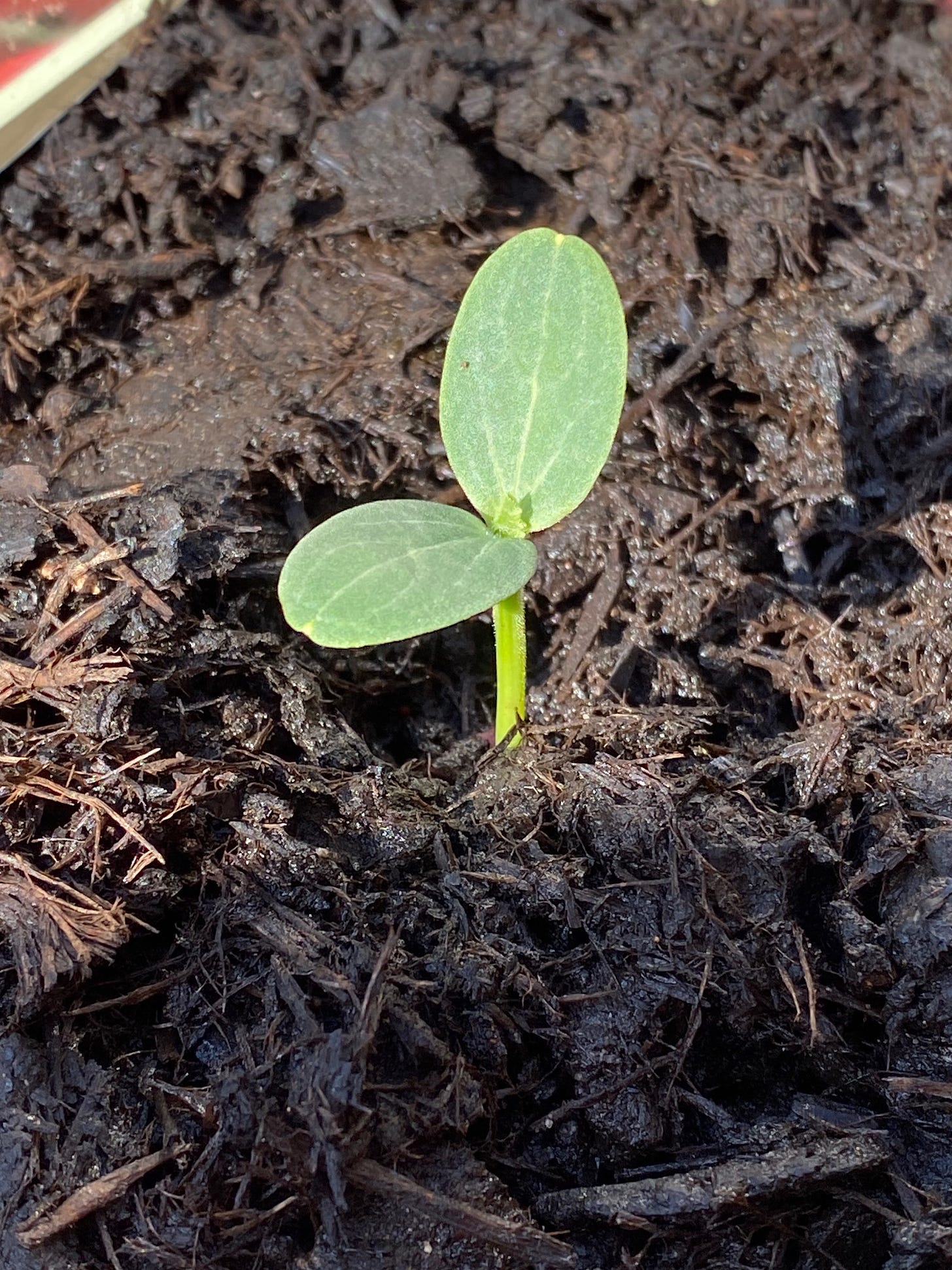 watermelon seed growing in soil