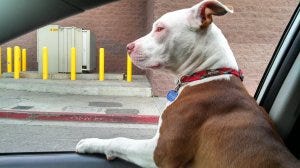 Ruby in car