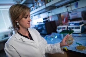 June Round inspects a dish of microbes cultured from the gut. Specific species of microbes appear to reduce the risk of diabetes and may even help restore lost pancreatic function, her results suggest.