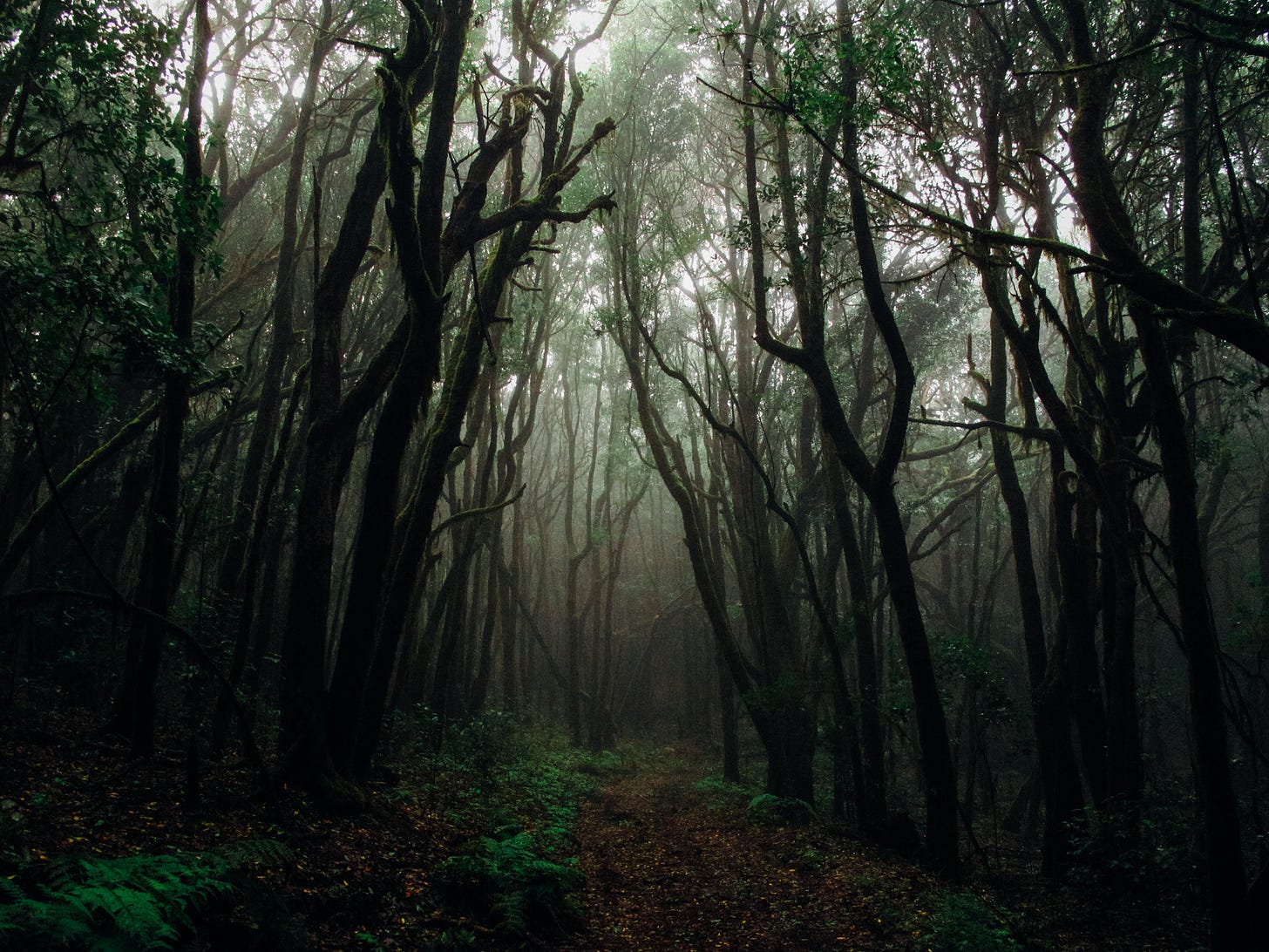 creepy forest
