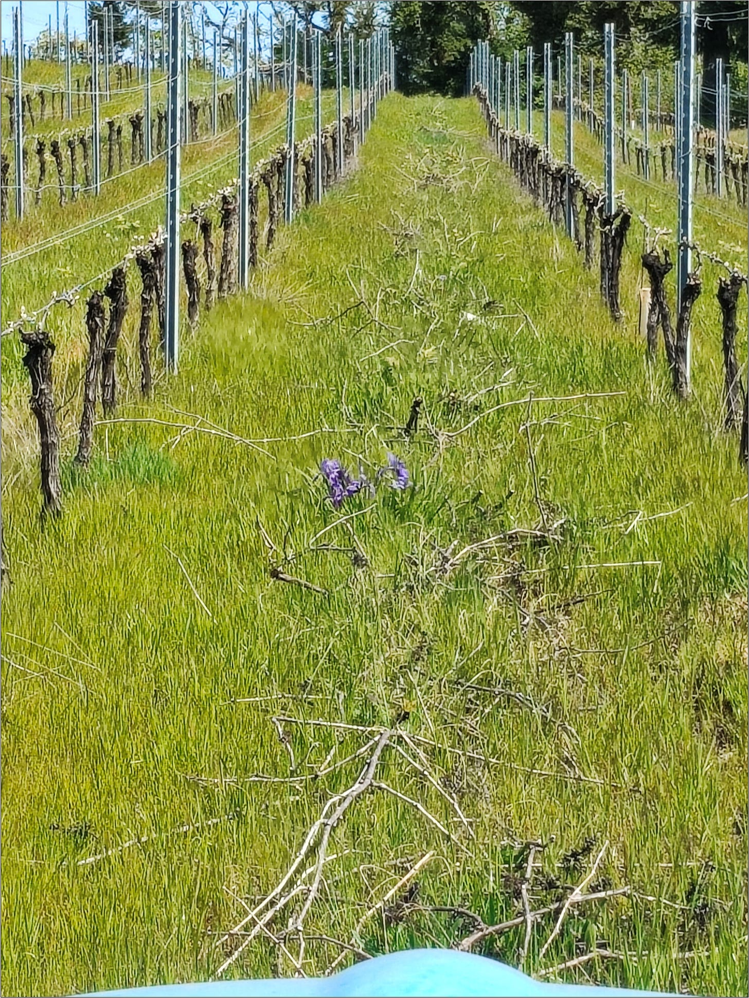 Permanent grass row with wild Iris before the canes are mown.