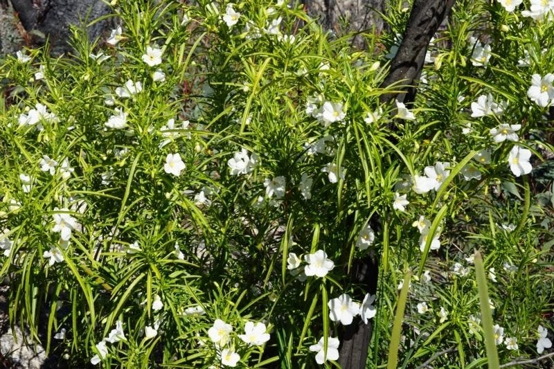 Solanum linearifolium [plant & white flowers - ATLAS - Loz, 2021].jpeg