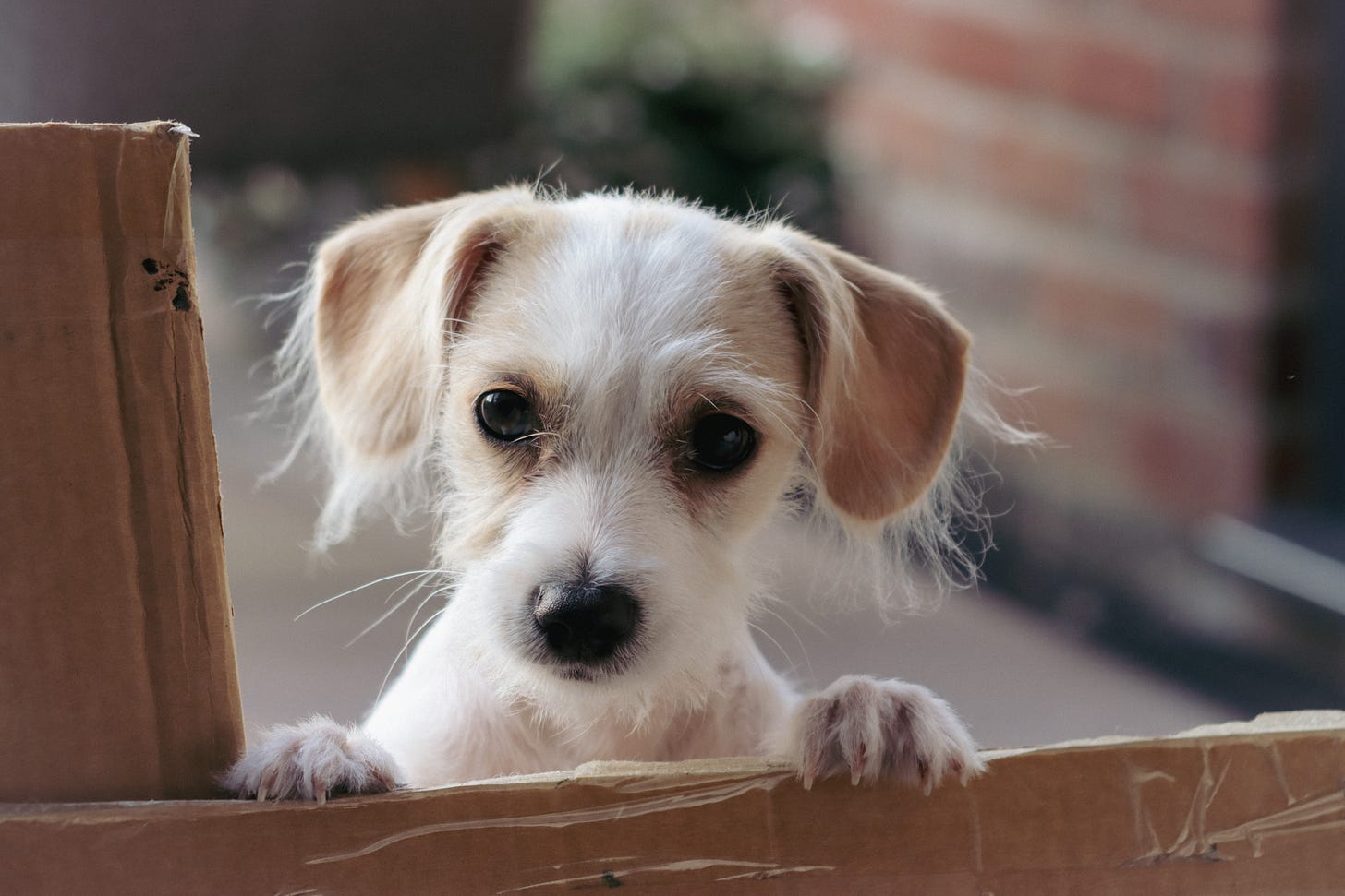 Dog touching piece of cardboard