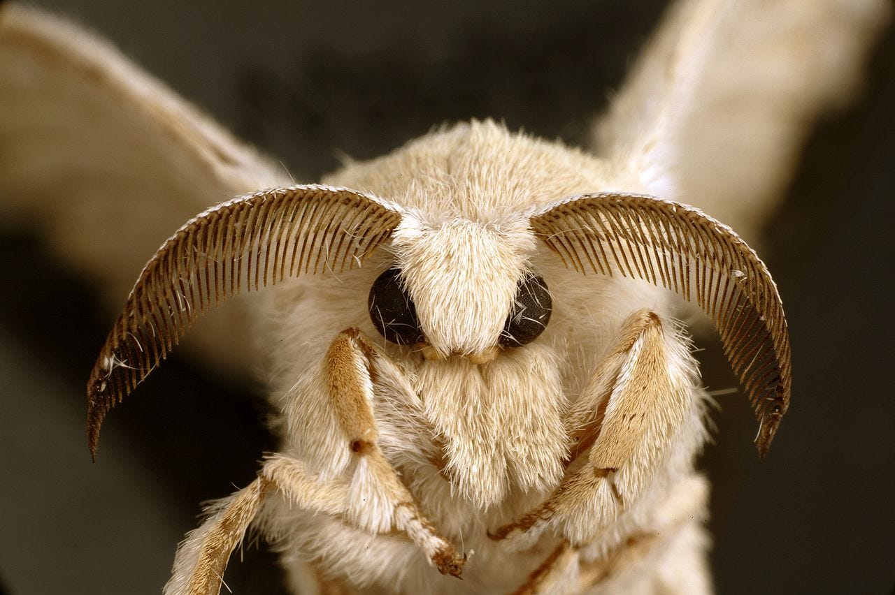 foto em close da mariposa do bicho da seda, mostrando seus olhos pretos e seu corpo peludo de pelos brancos.